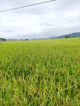 其他水稻田风景