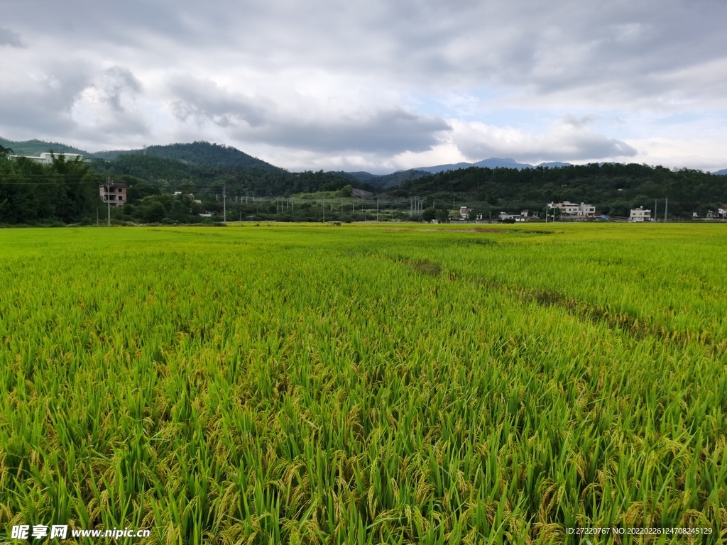 水田 农村田园