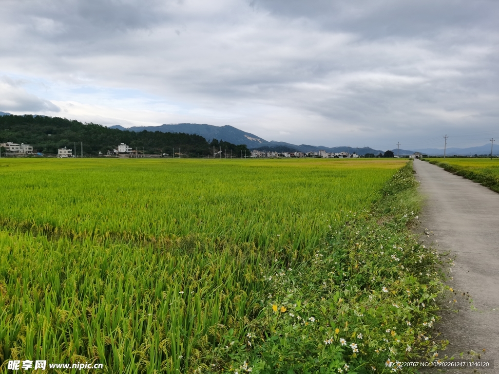 一望无际丰收水田风景