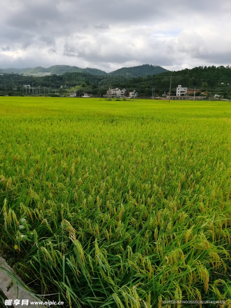 南方水稻田