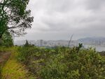山地树林