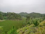 绿色森林风景