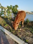 小黄牛