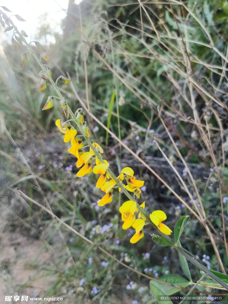 黄色的花