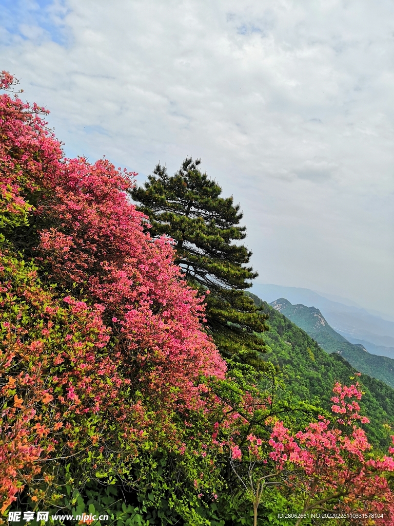 映山红 杜鹃