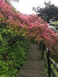 映山红 杜鹃