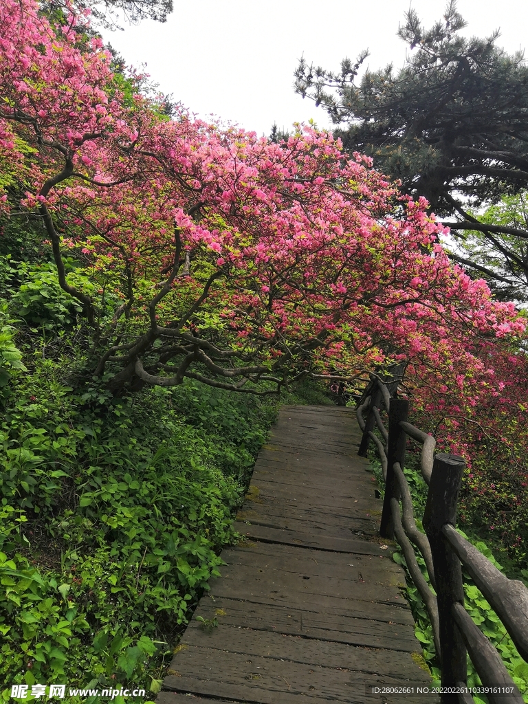 映山红 杜鹃