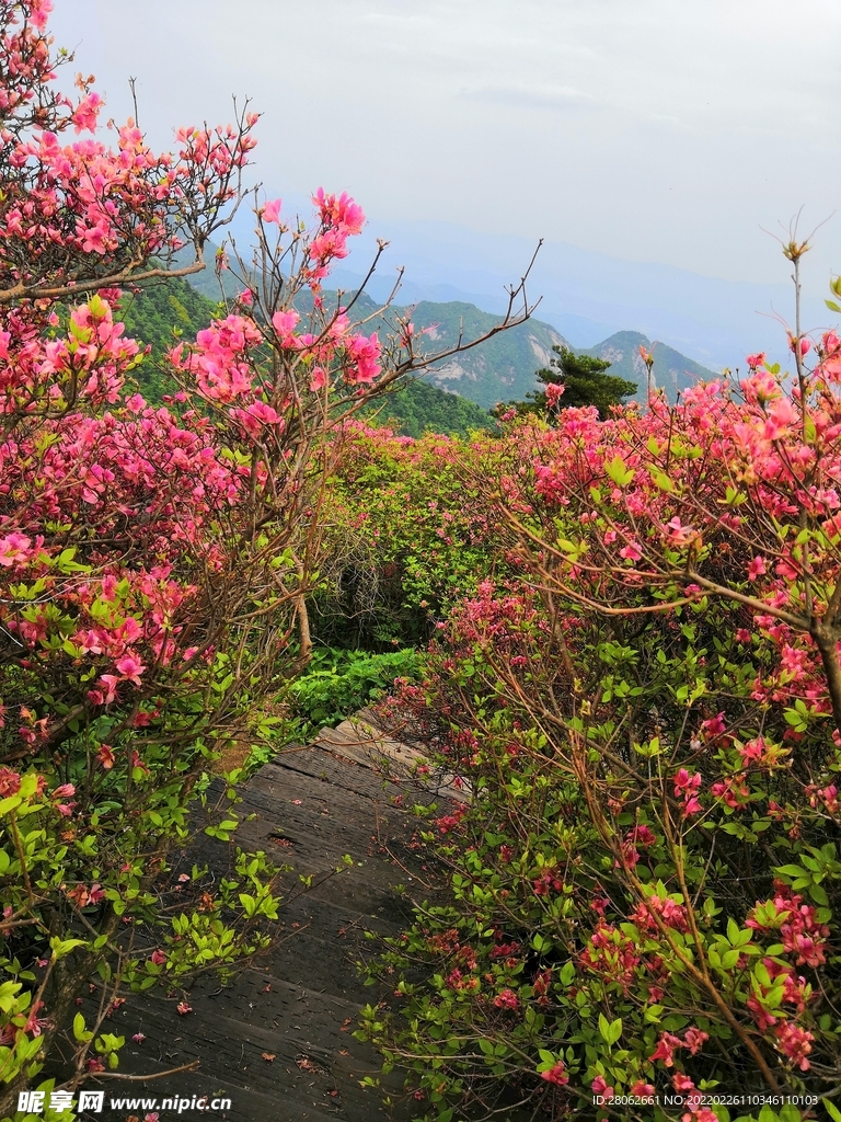 映山红 杜鹃