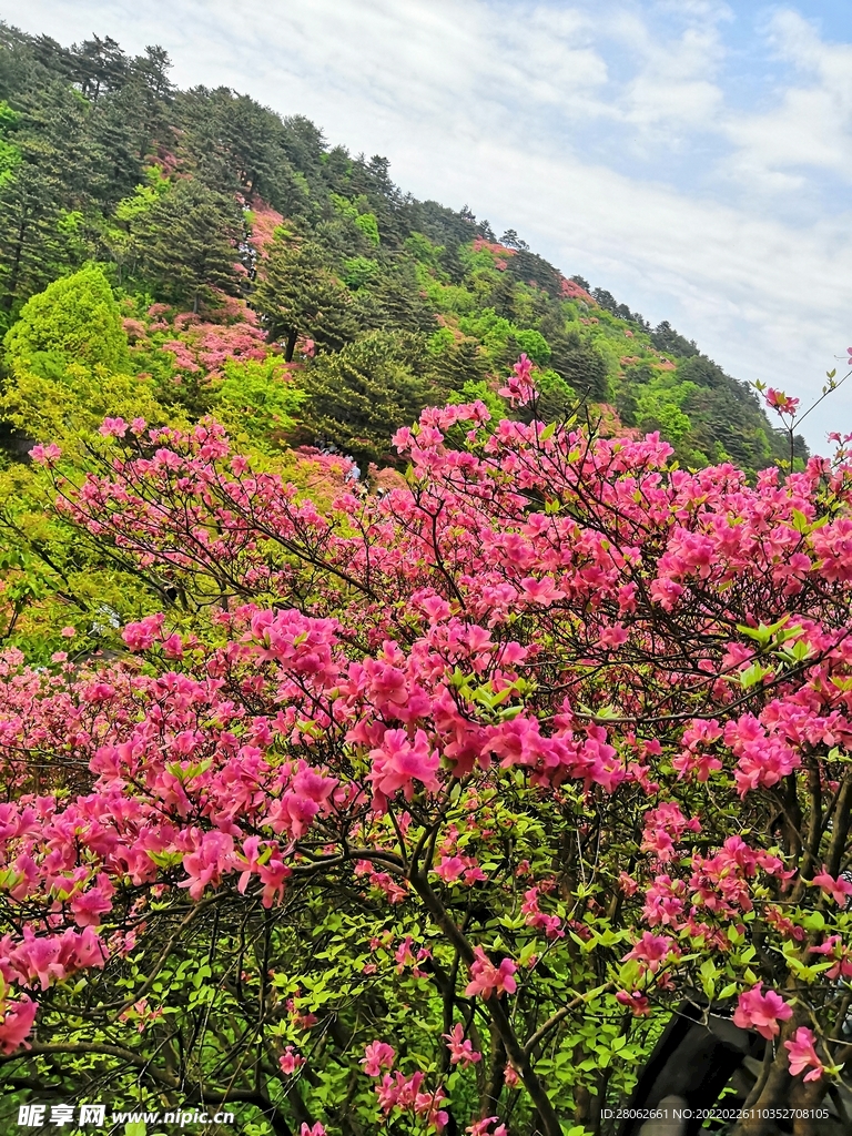 映山红 杜鹃