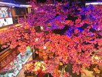 火红的花儿
