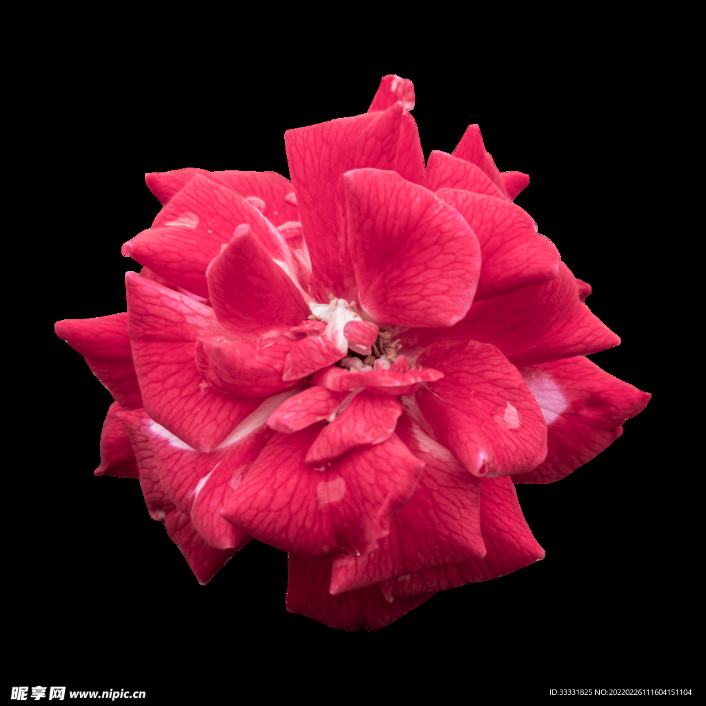 花卉 花朵 免扣花