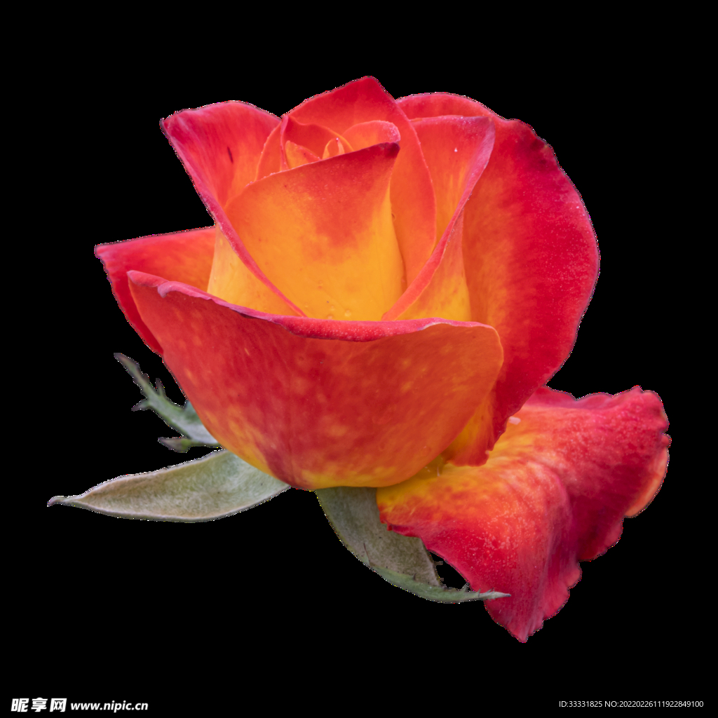 花卉 花朵 免扣花