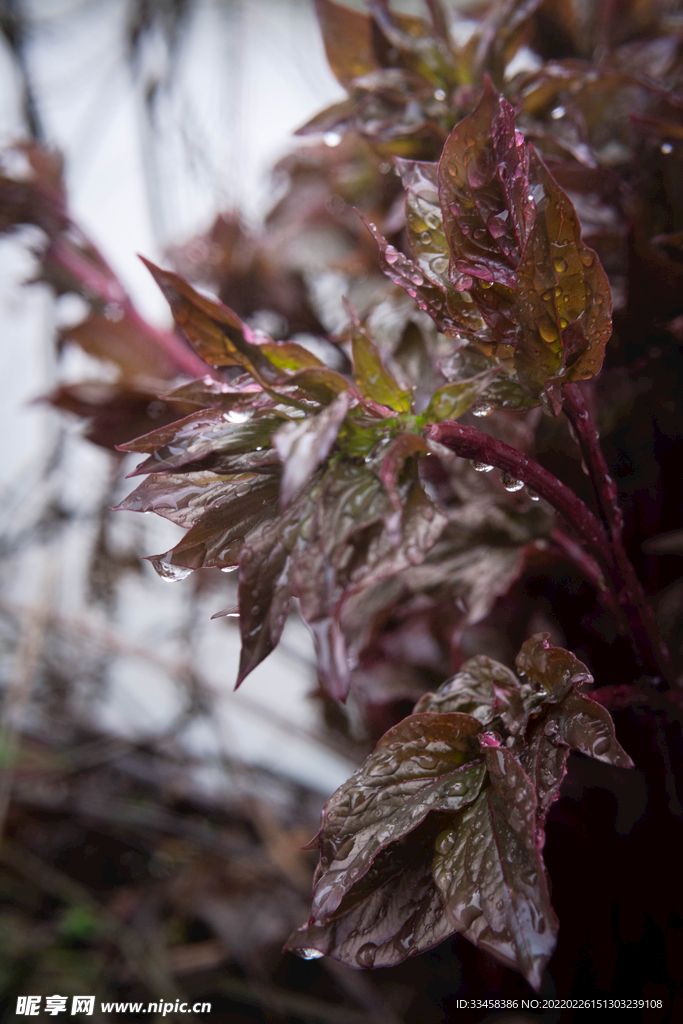 雨水下雨植物路边滴水