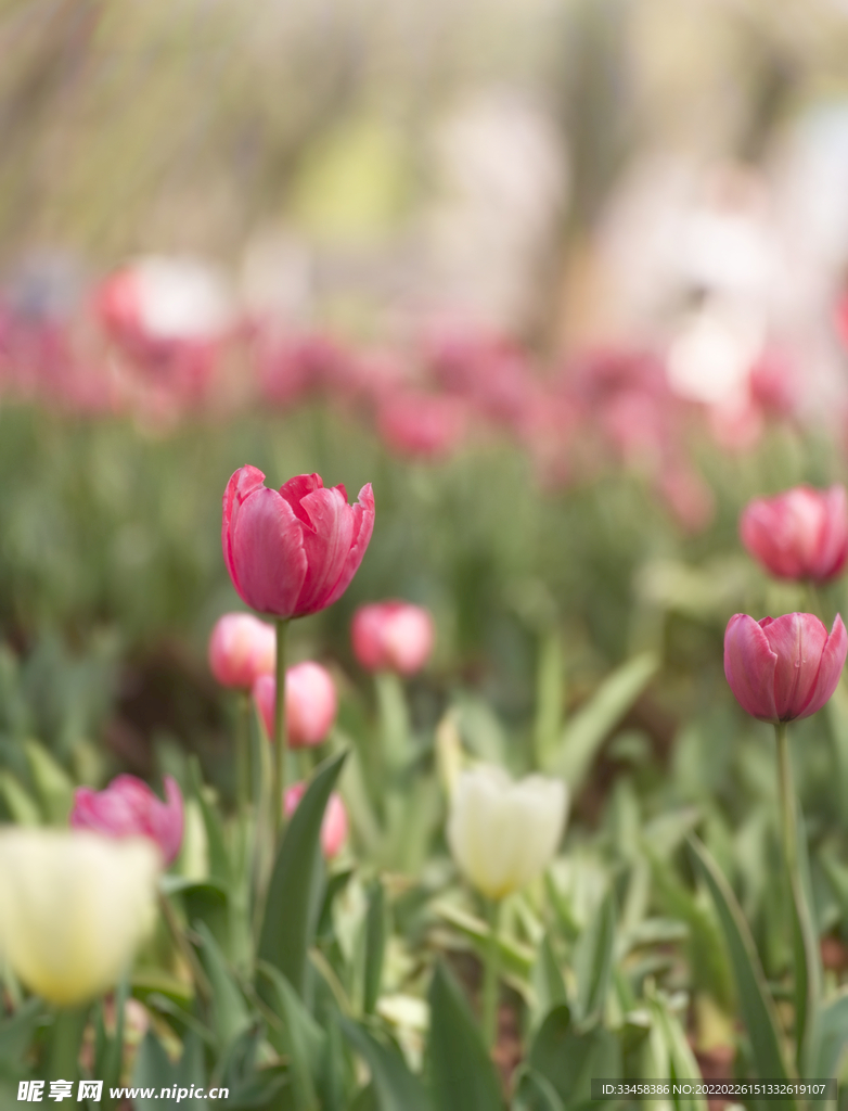 春天公园赏花粉色郁金香花