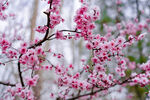 春天花卉光照桃花户外
