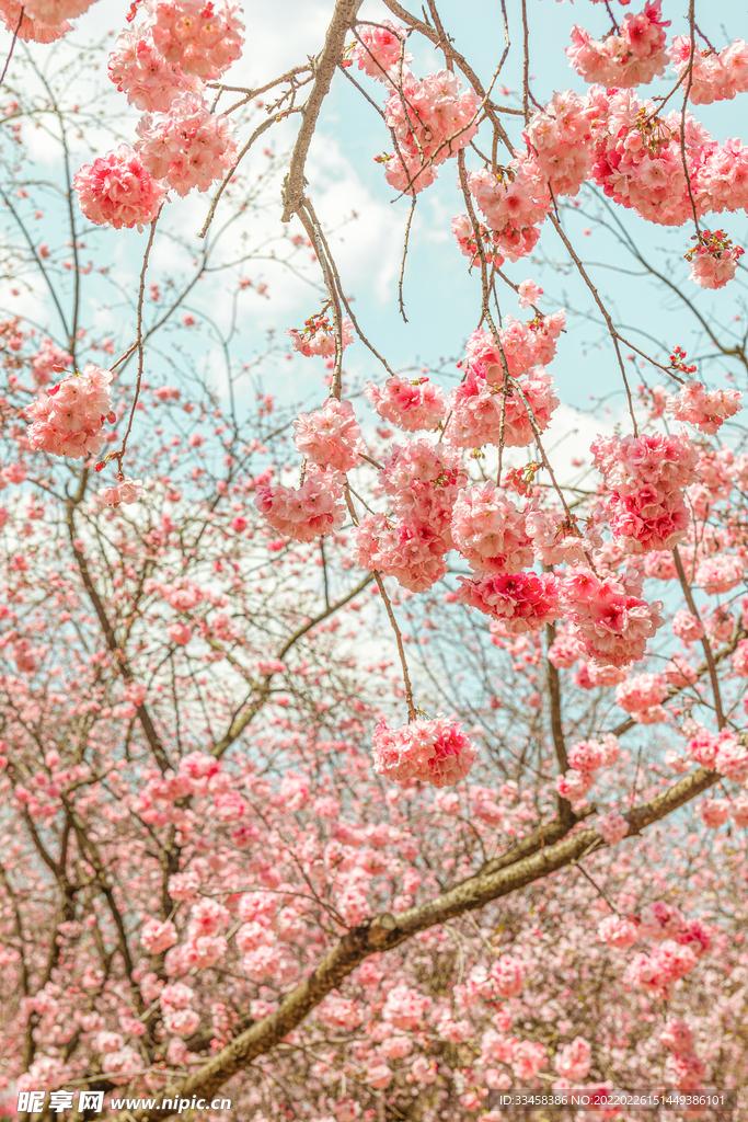 春天桃花繁花盛开自然风景