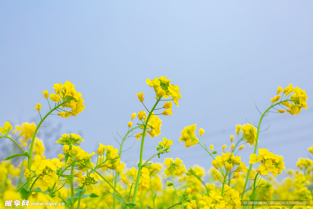 油菜花春天蓝色天空