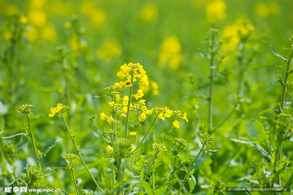 油菜花田