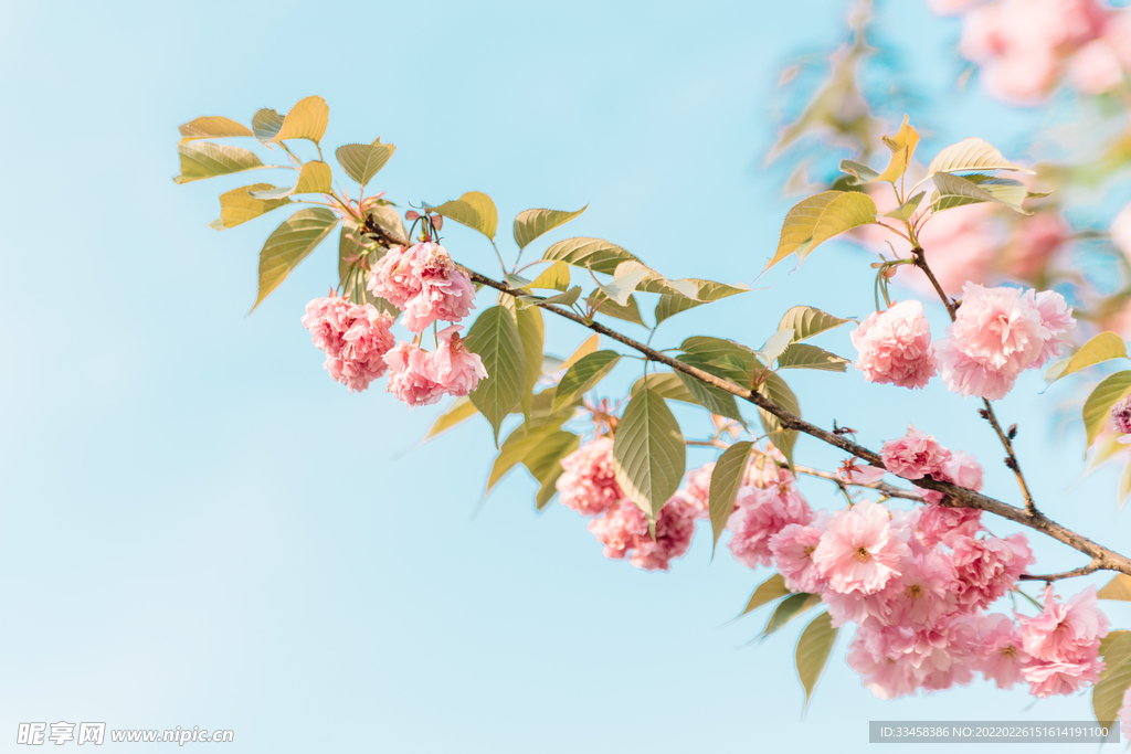 植物花春天樱花蓝天户外