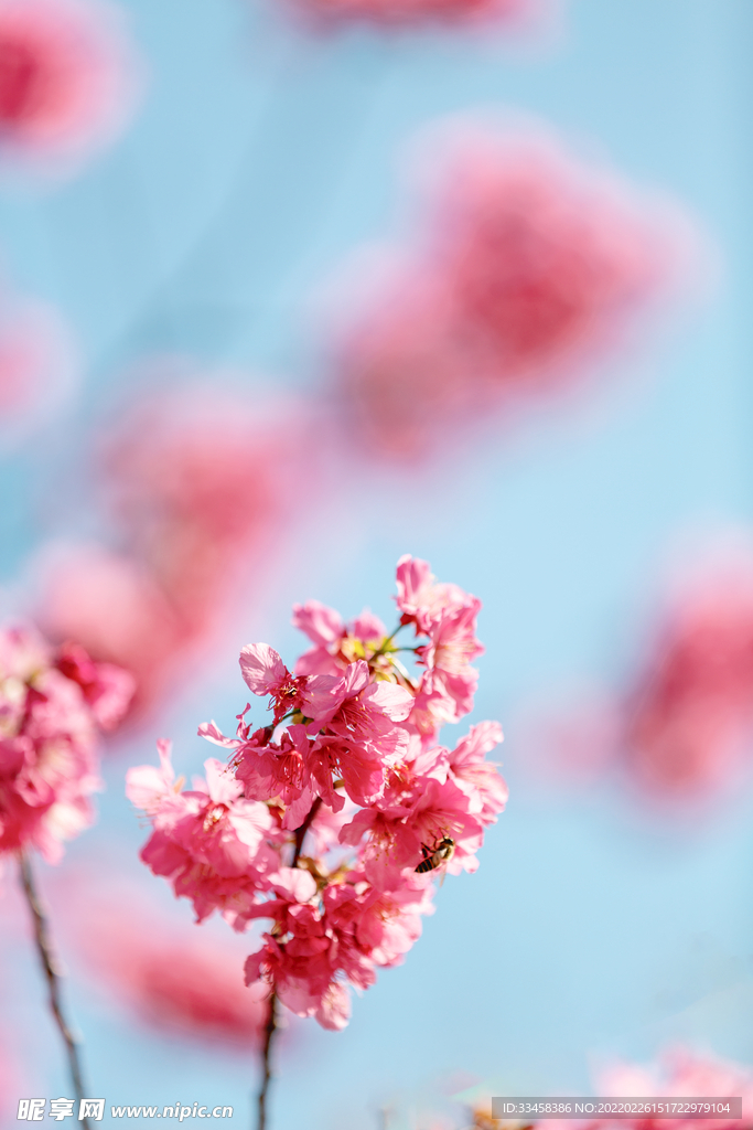 樱花春季花公园春天摄影图