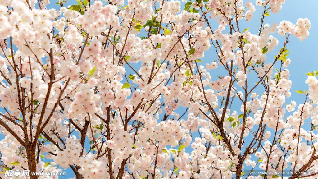 白色樱花春天花瓣公园