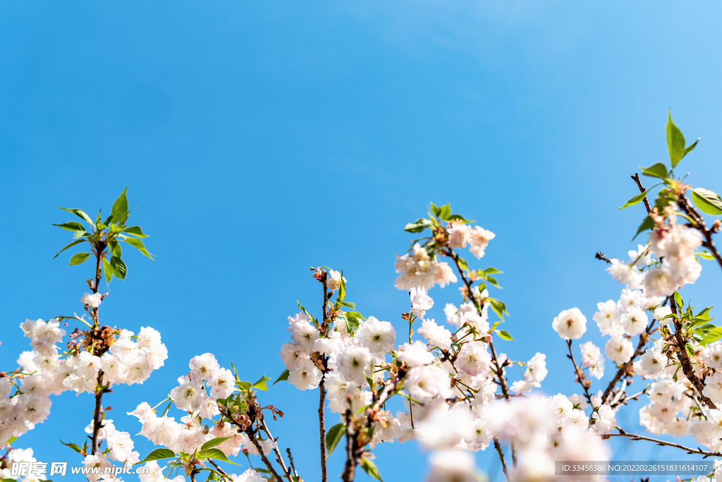 樱花春天花朵公园春暖花开