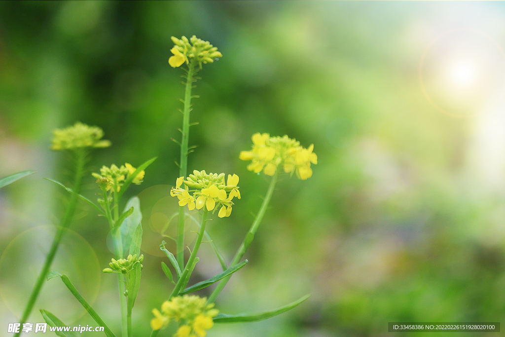 春天里的油菜花