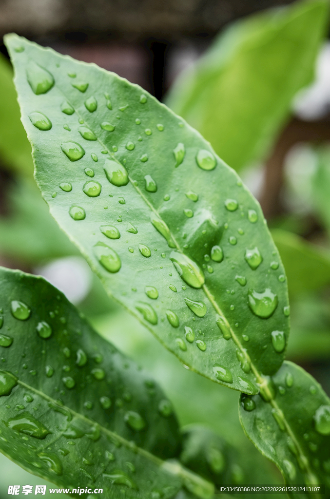 植物叶子绿叶水珠水滴