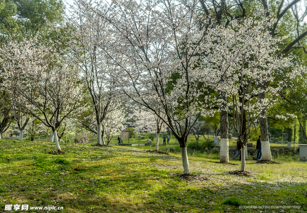 樱花白天春天公园全景