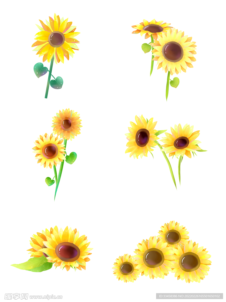 黄色太阳花向日葵鲜花
