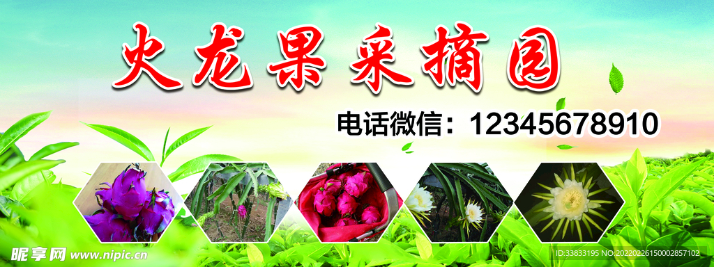 火龙果采摘