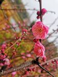 梅花 