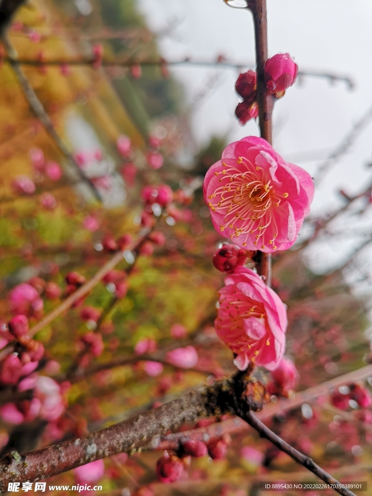 梅花 