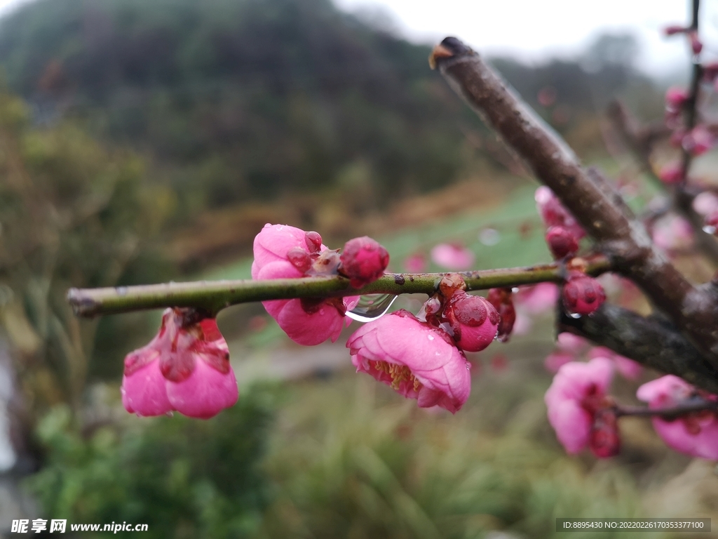 梅花