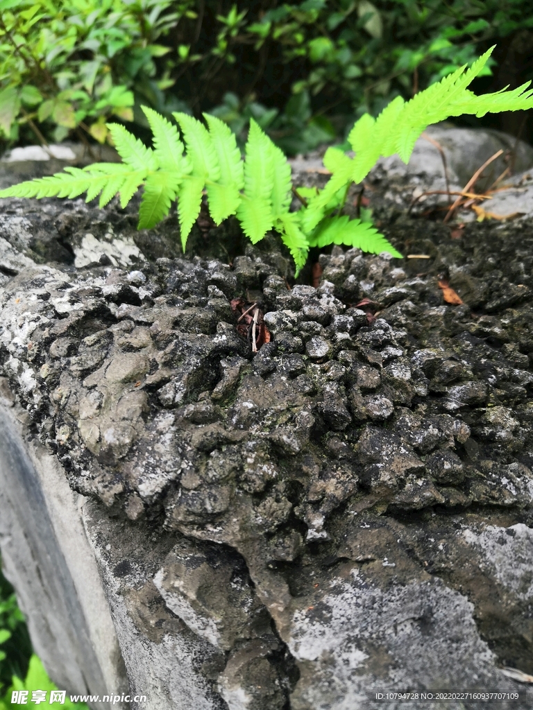 植物