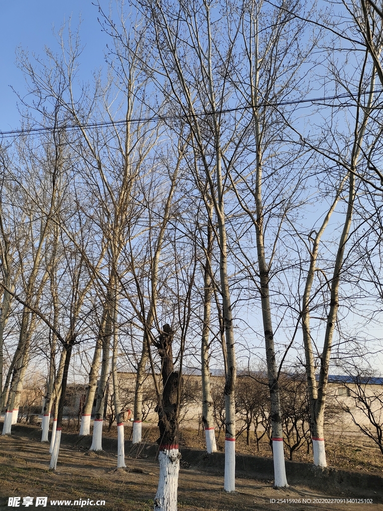 树