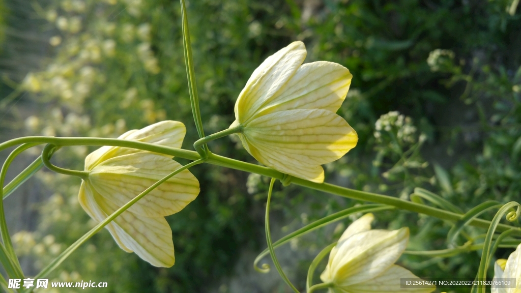 贝母花