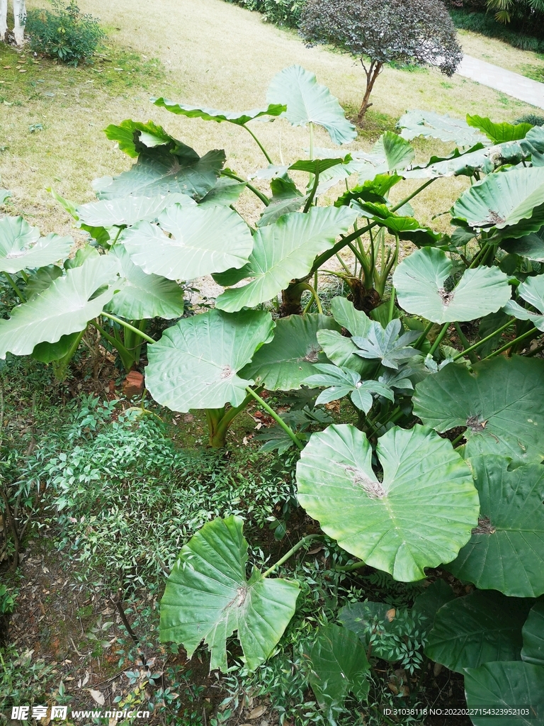 植物