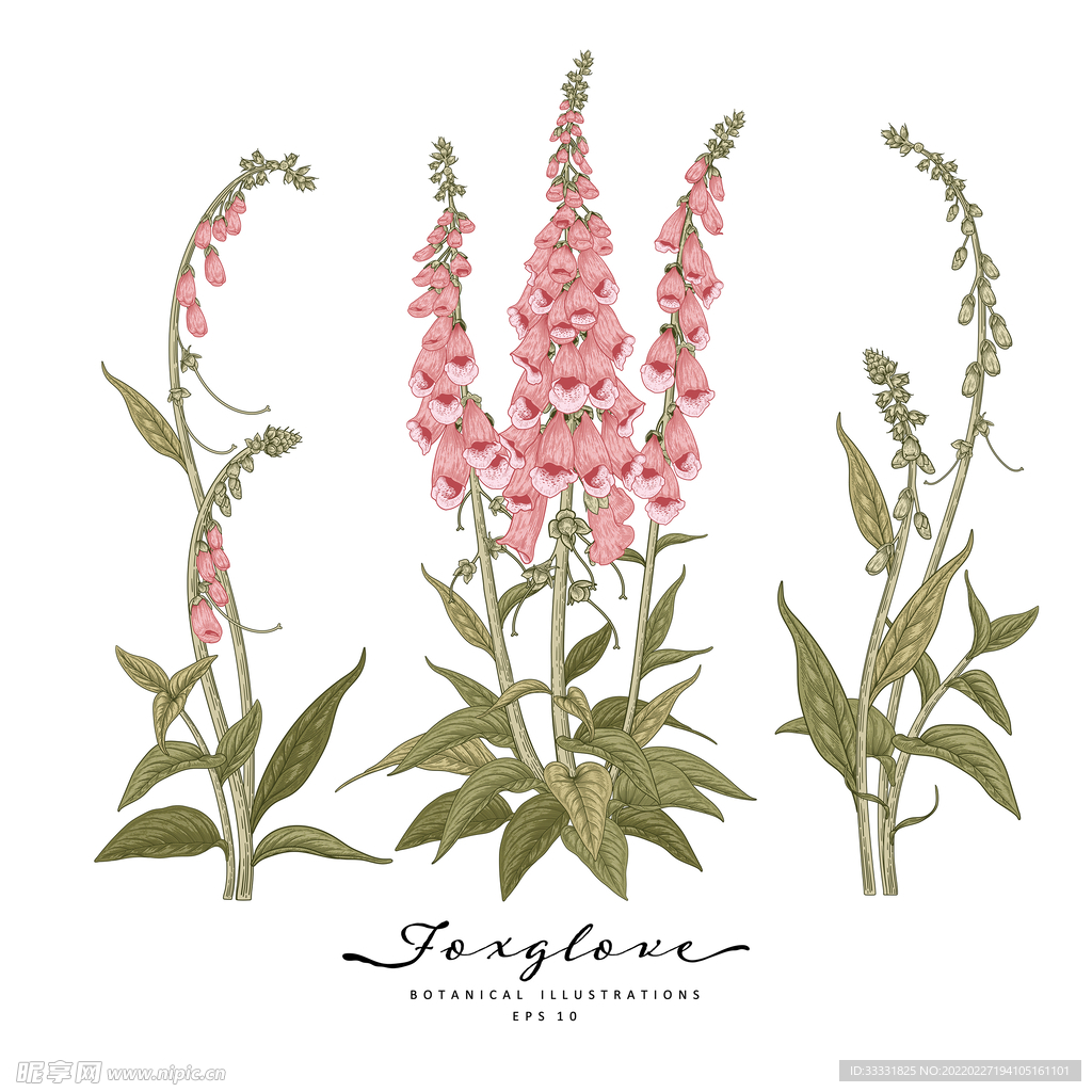 花卉 矢量花