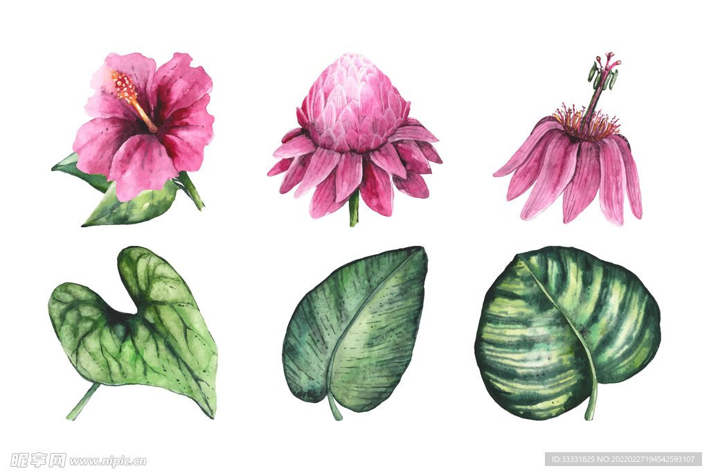 花卉 矢量花