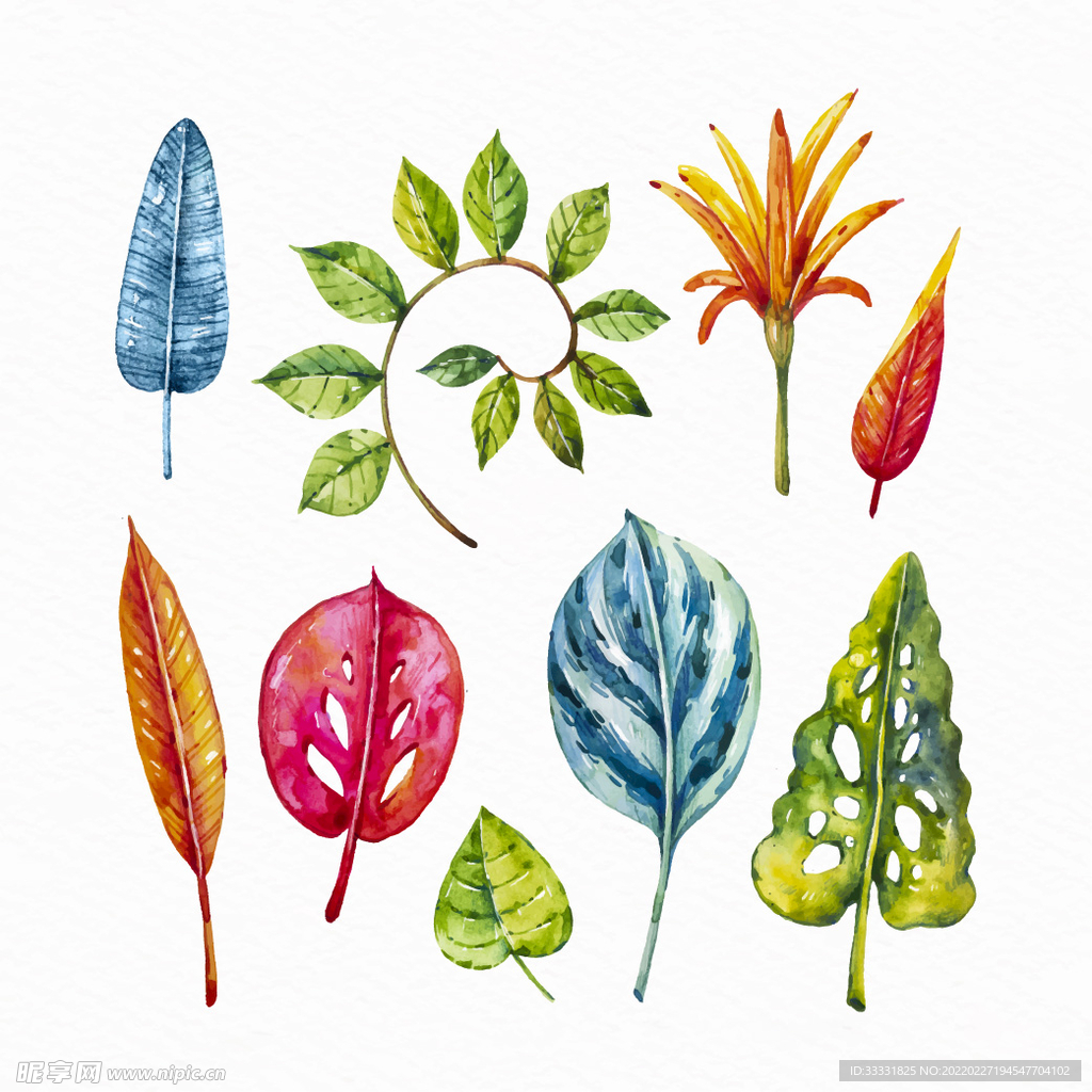 花卉 矢量花