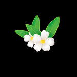 春季花卉白色山茶花装饰图案