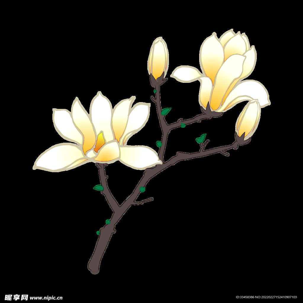 黄色玉兰花枝