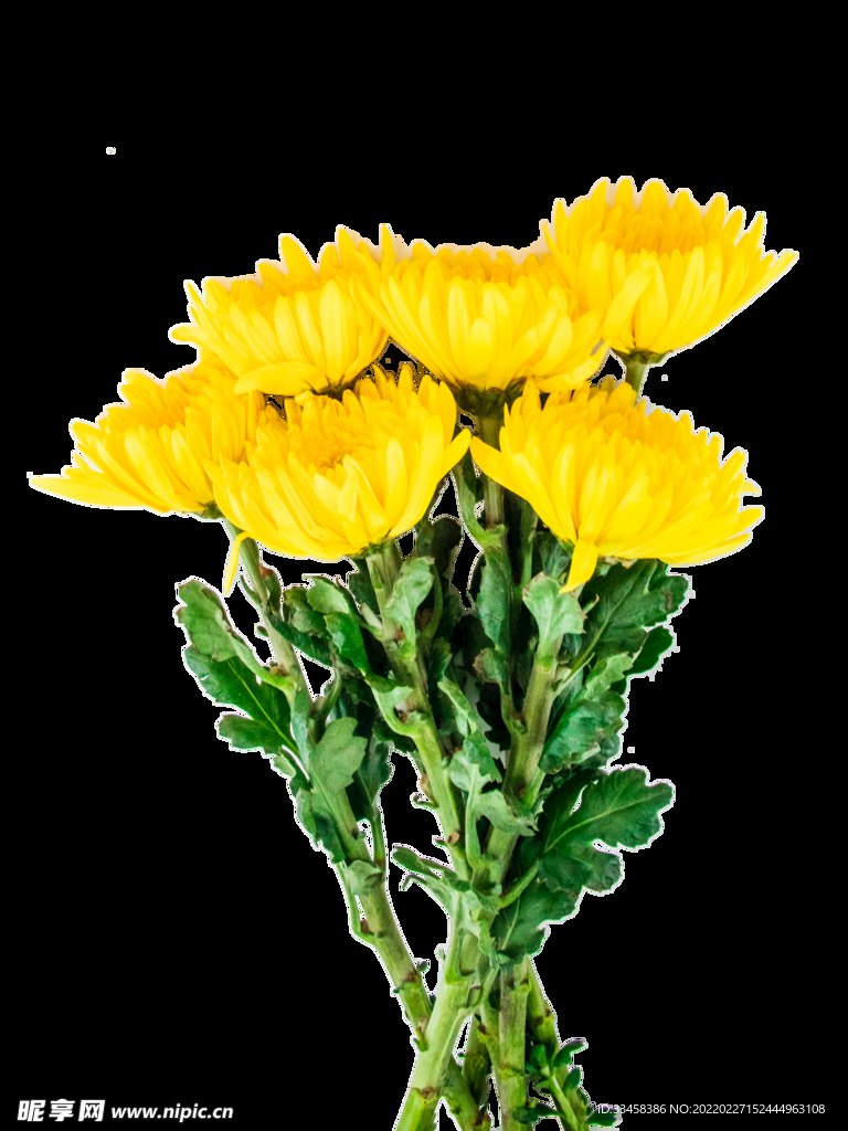 清明节祭奠菊花