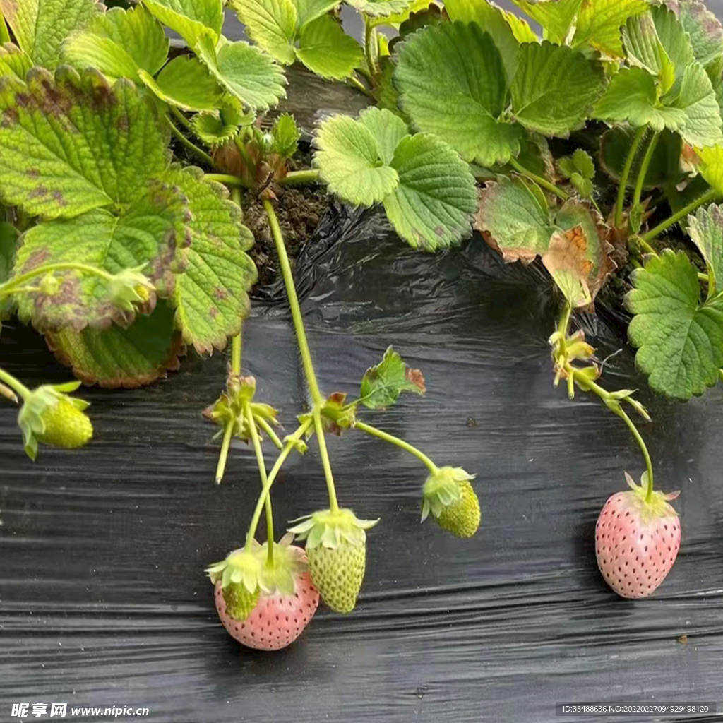 白草莓