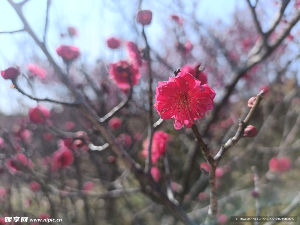 花卉