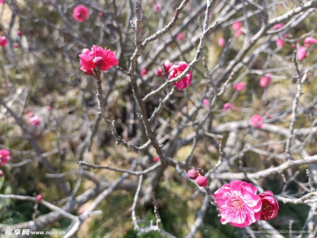 花花