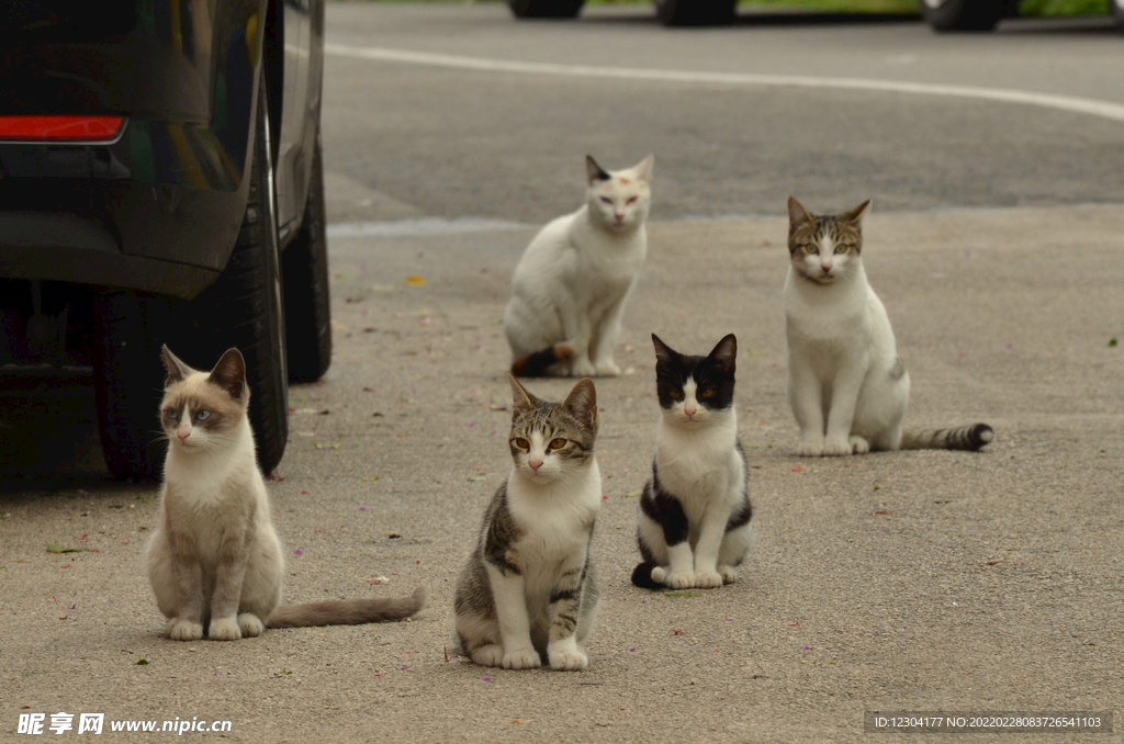 宠物猫