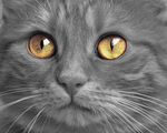 灰猫