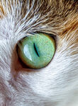 猫眼